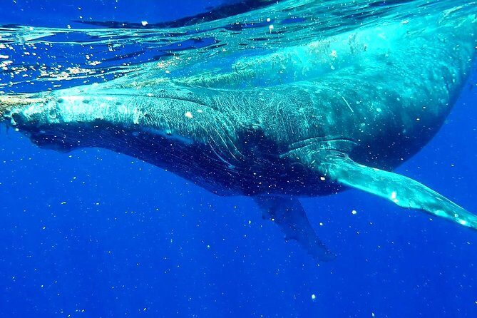 Whale Tour - Observe and swim with whales - Whale watching in Moorea feels intimate, not crowded