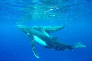 Whale Tour - Observe and swim with whales - Your 4-hour schedule: whale search first, then lagoon snorkeling