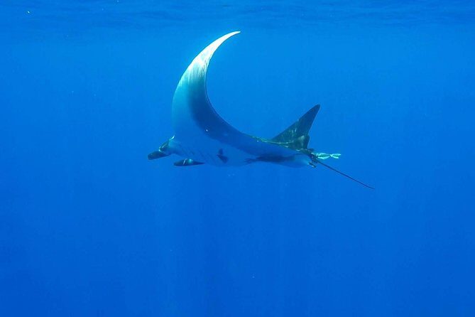 Whale Tour - Observe and swim with whales - Logistics that affect your experience more than you think