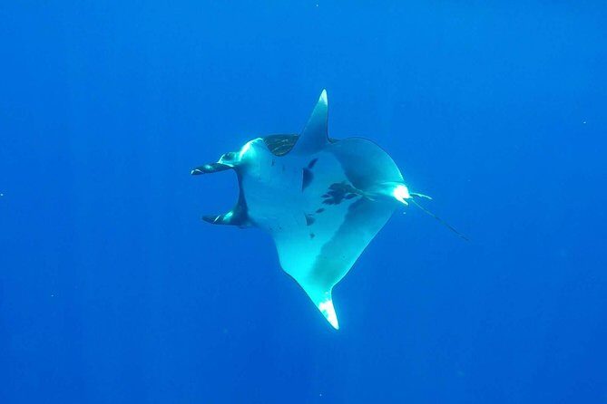 Whale Tour - Observe and swim with whales - Who should book this whale swim in Moorea