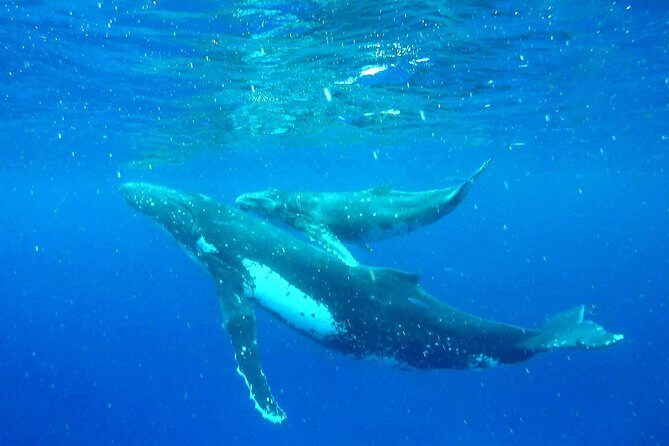 Whale Tour - Observe and swim with whales - Your 4-hour schedule: whale search first, then lagoon snorkeling