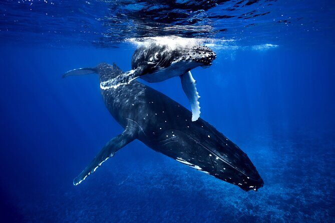WHALE TOUR - Watching and Swimming with Whales - Key highlights to look for