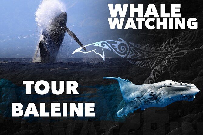 WHALE TOUR - Watching and Swimming with Whales - Moorea whale time: what makes this tour work