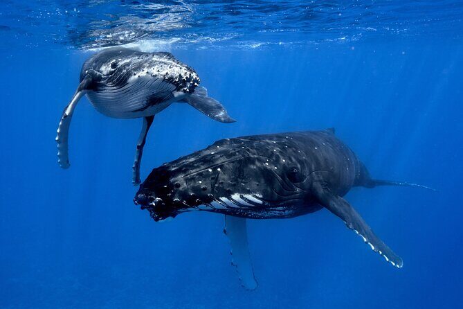 WHALE TOUR - Watching and Swimming with Whales - How whale spotting turns into swimming (without cutting corners)
