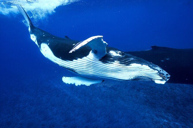WHALE TOUR - Watching and Swimming with Whales - What swimming actually feels like in Moorea