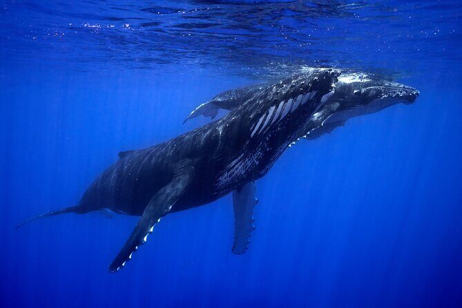 WHALE TOUR - Watching and Swimming with Whales - Safety and respect: the crew’s real job