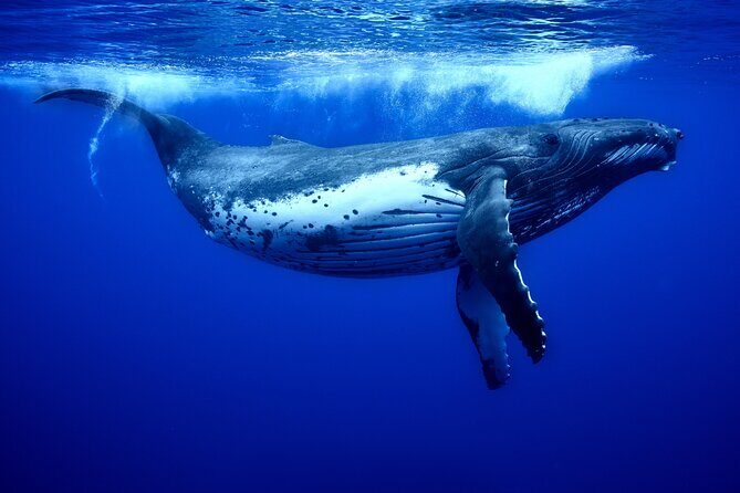 WHALE TOUR - Watching and Swimming with Whales - Typical sightings: what you might see besides humpbacks