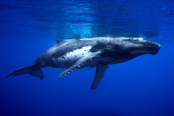 WHALE TOUR - Watching and Swimming with Whales - Price and value for your money