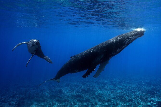 WHALE TOUR - Watching and Swimming with Whales - Who this tour suits best (and who should skip it)