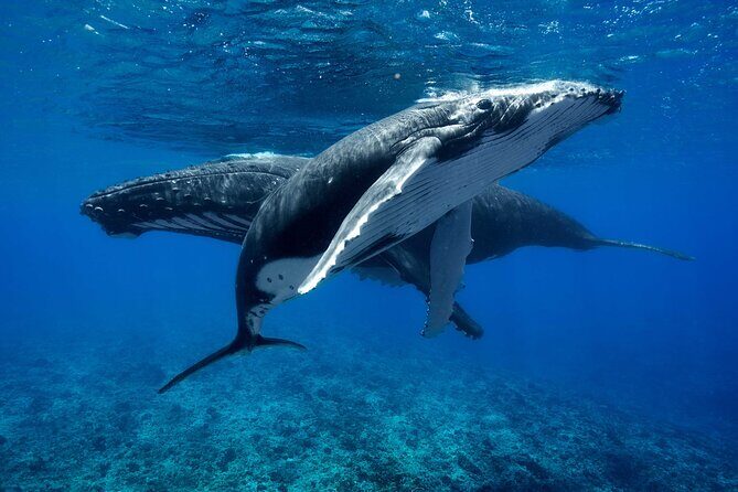 WHALE TOUR - Watching and Swimming with Whales - Meeting at Quai des croisières and getting onto the water