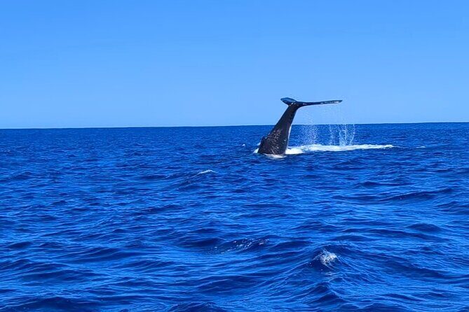 Whale watching 6 people half day - Key highlights you should care about