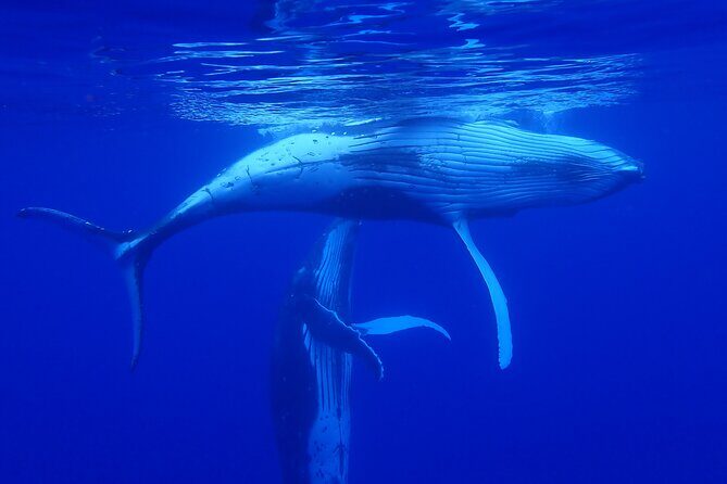 Whale watching 6 people half day - The animal-friendly approach: how it affects your whale encounter