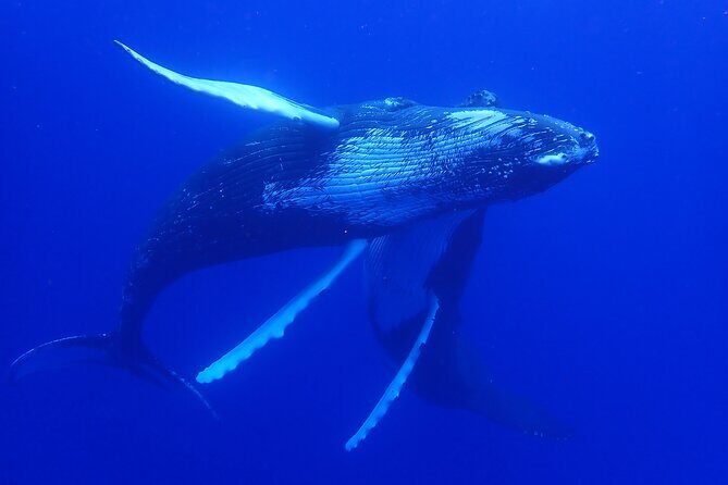 Whale watching 6 people half day - Price and value: what you’re really paying for