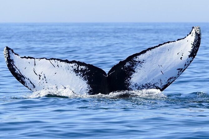 Whale watching 6 people half day - Weather, sea conditions, and why timing matters
