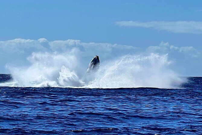 Whale watching and snorkelling in Moorea - The Whale-Watching Reality in Moorea: What You’re Actually Hoping to See