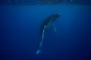 Whale watching and snorkelling in Moorea - Finding Whales: Why Ivy’s Spotting and Patience Matter