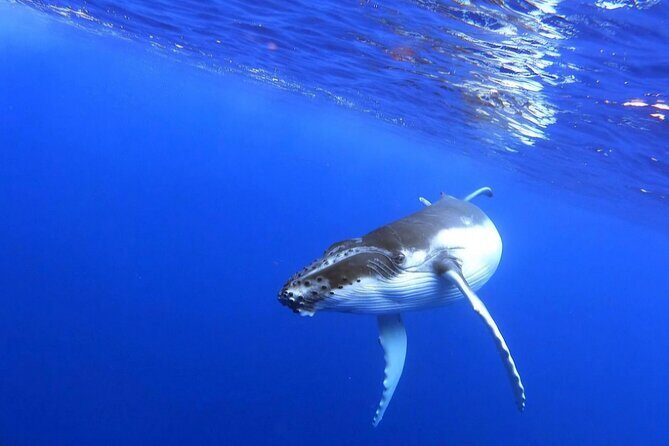 Whale watching and snorkelling in Moorea - What the Snorkel Experience Feels Like: Multiple Swims and Real Encounters