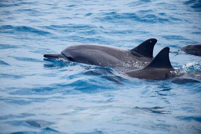 Whale watching and snorkelling in Moorea - Safety and Whale Etiquette: Why This Tour Feels Respectful