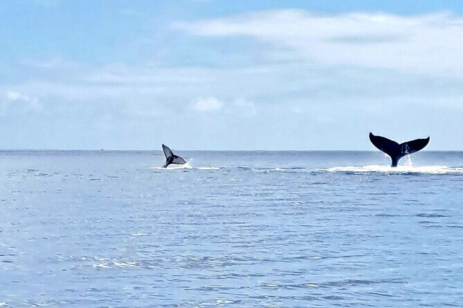 Whale watching and snorkelling in Moorea - Price and Value: Is $230.78 Worth It for Four Hours?