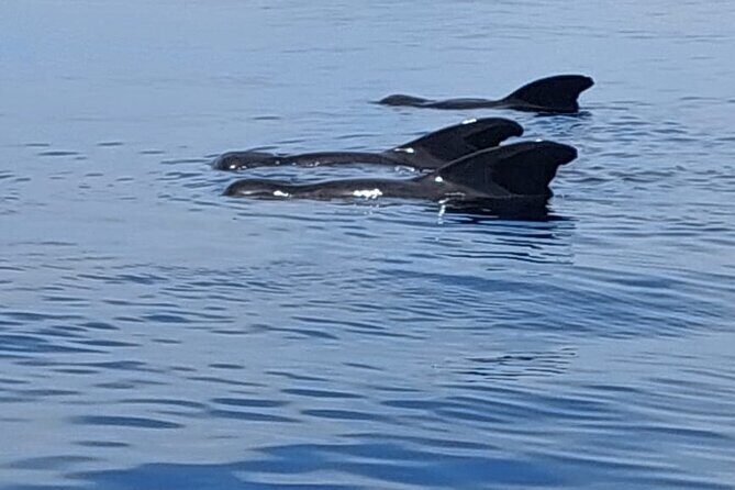 Whale watching and snorkelling in Moorea - Who This Tour Suits Best (And Who Should Think Twice)