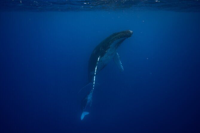 Whale watching and snorkelling in Moorea - Finding Whales: Why Ivy’s Spotting and Patience Matter
