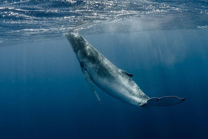 Whale Watching Bora Bora - Your 3.5-hour rhythm on the water: cruise, search, then whale time
