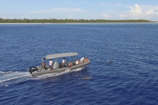 Whale Watching Bora Bora - Snorkeling gear, rules, and the 100-meter reality check