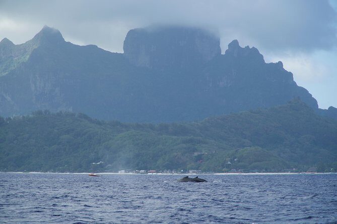Whale Watching Bora Bora - How the crew makes or breaks the day