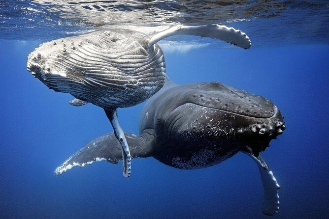 Whale Watching Bora Bora - Meeting point and getting onboard without stress