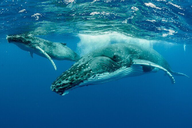 Whale watching DE Tahiti Peninsula - Where you start: Taiarapu-Ouest meeting point and the flow of the outing