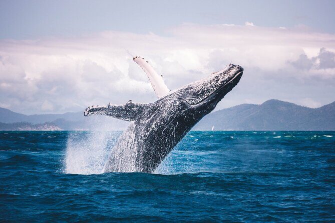 Whale watching DE Tahiti Peninsula - Snorkeling gear included: how to get ready for Tahiti’s ocean reality