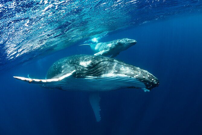 Whale watching DE Tahiti Peninsula - Why the experience is priced at $188.27: value beyond the sticker