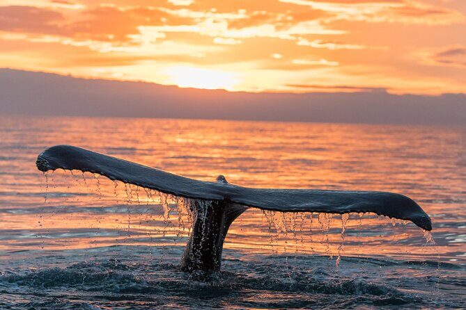 Whale watching DE Tahiti Peninsula - What I’d watch for on your day: the practical checklist