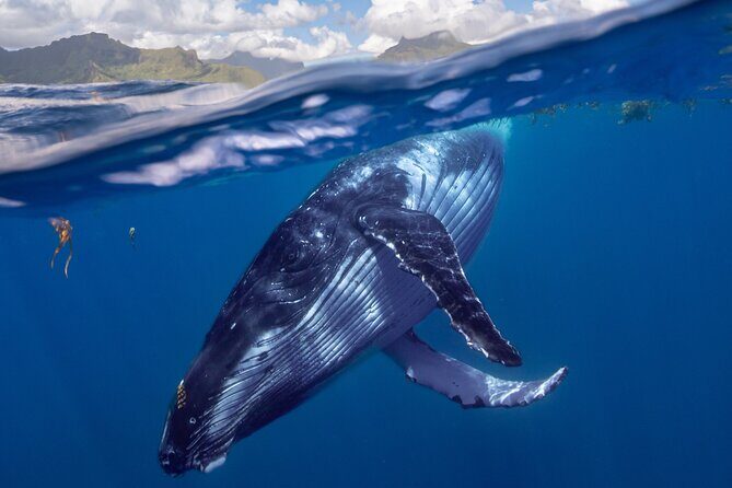 Whale watching DE Tahiti Peninsula - Inside the small-group boat: coffee, snacks, and a real safety tone