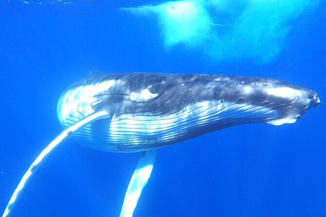 Whale watching in Moorea - Why humpback whales and Moorea Lagoon make one great half-day