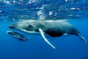 Whale watching in Moorea - Timing: the 8:30 to 11:30 window (and why it’s packed on purpose)