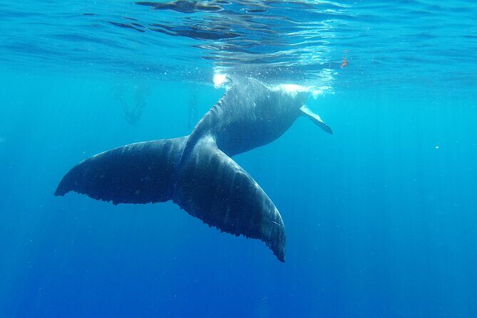 Whale watching in Moorea - Small-group size (max 12) and what you gain in real life