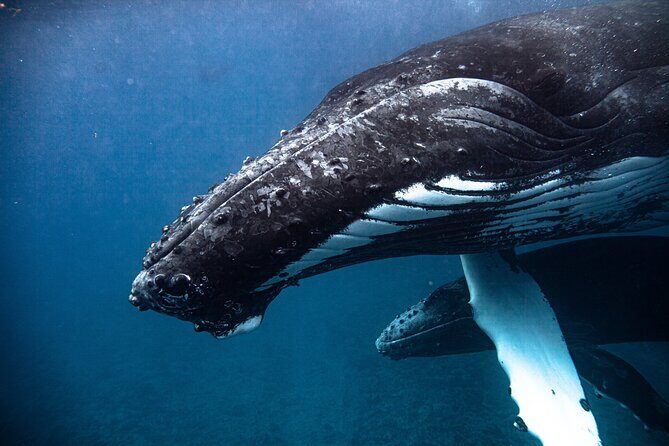 Whale watching in Moorea - Price and value: is $194.34 worth it?