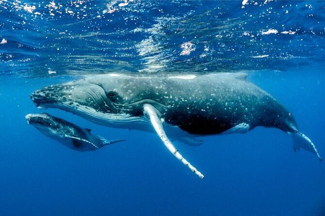 Whale watching in Moorea - Timing: the 8:30 to 11:30 window (and why it’s packed on purpose)
