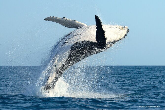 Whale Watching Moorea (non-swimming) - A half-day whale hunt that actually respects your time