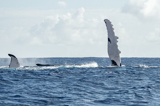 Whale Watching Moorea (non-swimming) - The optional lagoon snorkeling and swim with stingrays and sharks