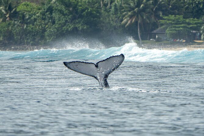 Whale Watching Moorea (non-swimming) - Drinks onboard and the small comfort tradeoffs