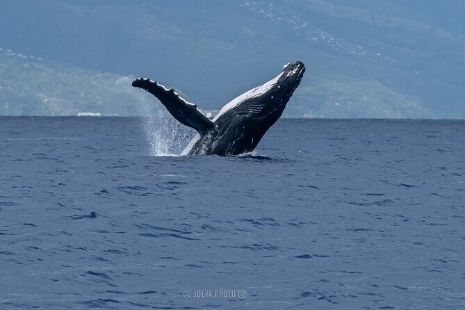 Whale Watching Moorea (non-swimming) - Crew expertise: why guides and captains matter here