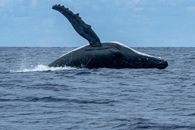 Whale Watching Moorea (non-swimming) - Price and value: is $151.83 worth it?