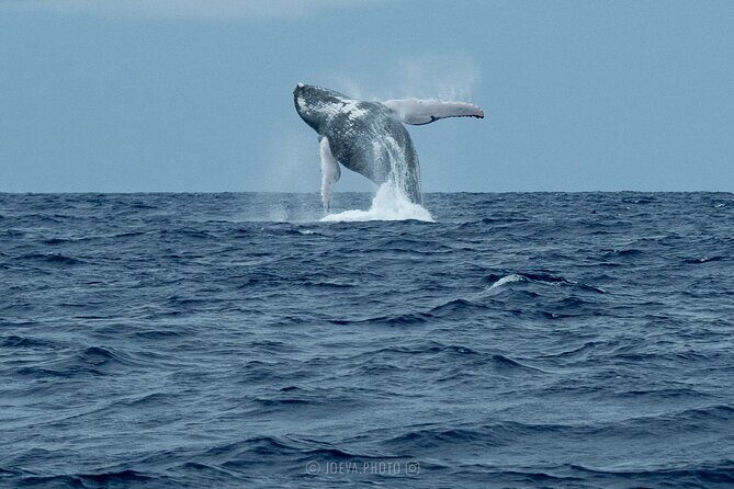 Whale Watching Moorea (non-swimming) - Logistics that can make or break your comfort