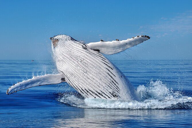 Whale Watching Moorea (non-swimming) - What you can realistically hope to see near Moorea