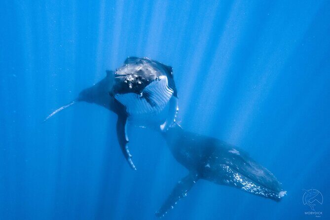 Whale watching on the preserved and quiet coast of Paea (Pk26) - Key Highlights You’ll Care About