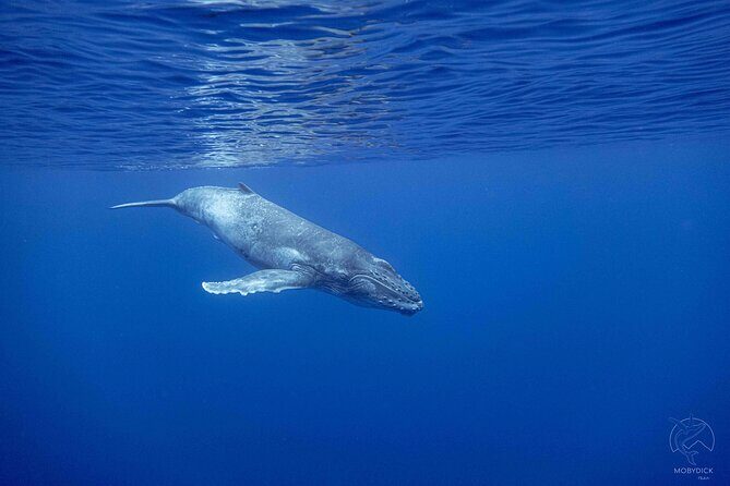Whale watching on the preserved and quiet coast of Paea (Pk26) - Paea and Papara: The Quiet Coast That Helps You Stay Respectful