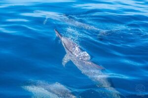 Whale watching on the preserved and quiet coast of Paea (Pk26) - The 4-Hour Flow: From PK 27 Meeting Point to Whale Time