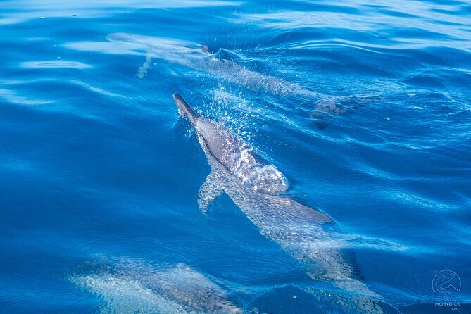 Whale watching on the preserved and quiet coast of Paea (Pk26) - The 4-Hour Flow: From PK 27 Meeting Point to Whale Time